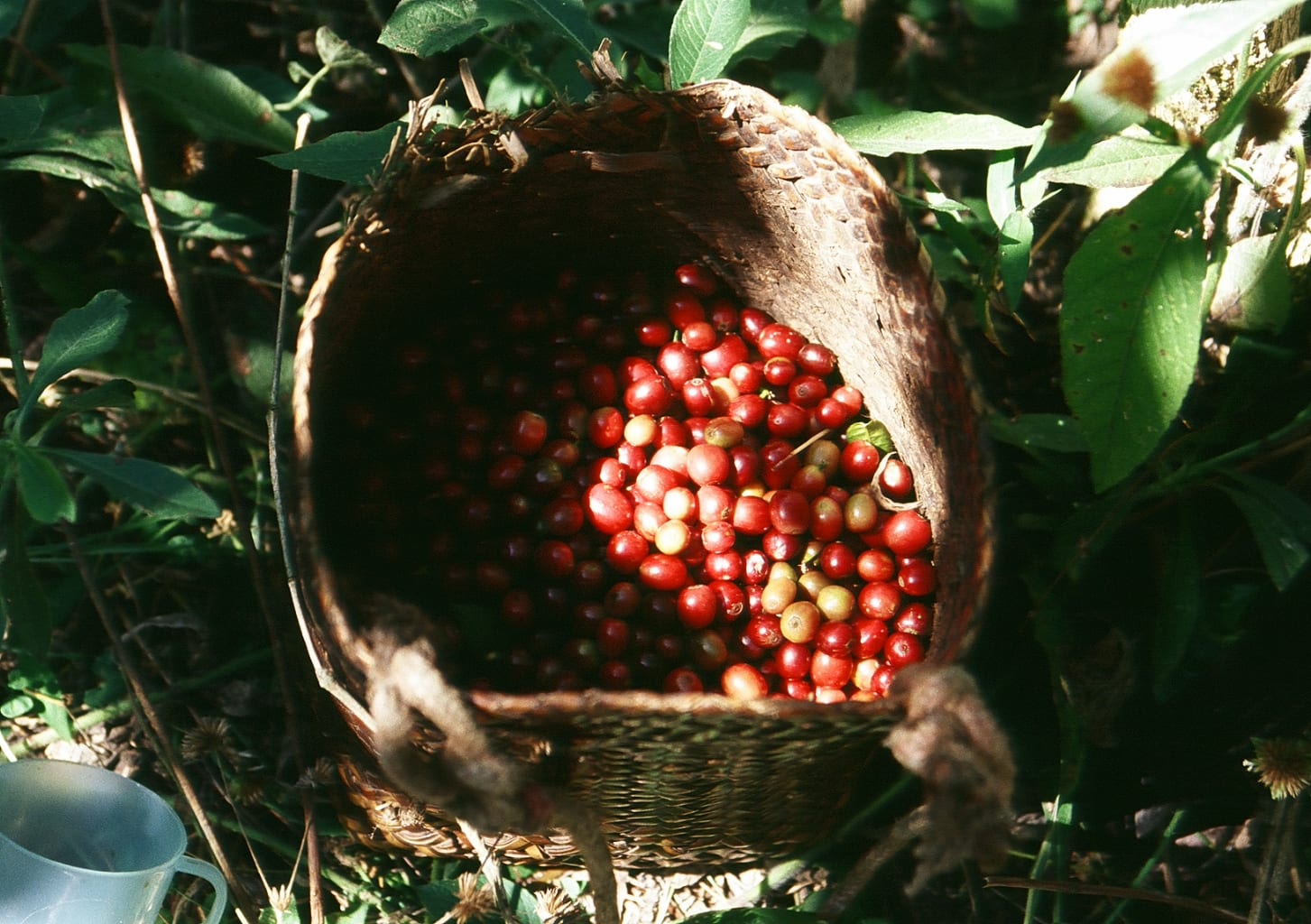 Coffee cherries at a wet mill